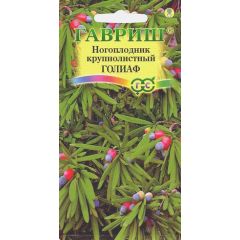 Ногоплодник круглолистный Голиаф 3 шт.