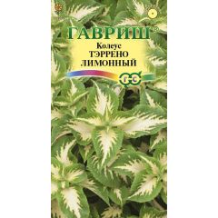 Колеус Тэррено лимонный* 5 шт.