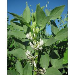 Бобы кормовые Красный богатырь, 1,0 кг