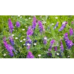 Вика яровая Льговская 22 0,5 кг