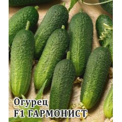 Огурец Гармонист F1 250 шт. корнишон