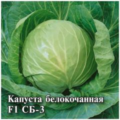 Капуста белокоч. СБ-3  F1 25,0 г для квашения