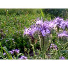 Фацелия Наталия 1 кг