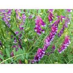 Вика мохнатая (двуручка) Городецкая (сидерат) 1,0 кг