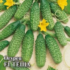 Огурец Теща F1 100 шт. корнишон