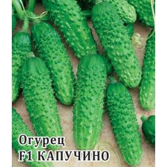 Огурец Капучино  F1 100 шт. корнишон
