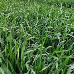 Суданская трава Саратовская 1183 (сидерат) 0,5 кг