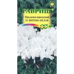 Цикламен Верона белая F1, персидский, ароматный* 3 шт.