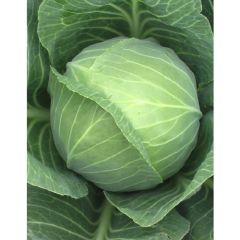 Капуста белокоч. Экстра F1 10,0 г для хранения