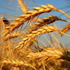 Пшеница озимая Московская 40 (сидерат) 1 кг