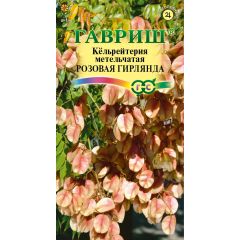 Кёльрейтерия Розовая гирлянда, метельчатая 10 шт