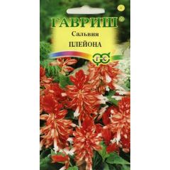 Сальвия Плейона* карликовая 4 шт