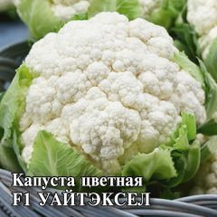 Капуста цветная Уайтэксел F1 100 шт. (Саката)