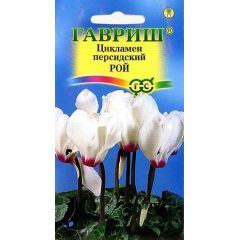 Цикламен Рой персидский* 3 шт.