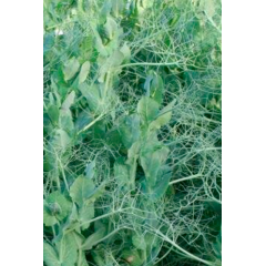 Горох посевной Софья,  (сидерат) 0,5 кг