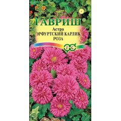 Астра Эрфуртский карлик Роза, однолетняя,0,3 г