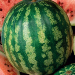 Арбуз Медовый вкус 25 г