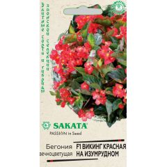 Бегония Викинг красная на изумрудном F1, гибрид. гранул. 4 шт. проб. Саката сер. Элитная клумба