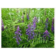 Вика яровая Льговская 22 1 кг