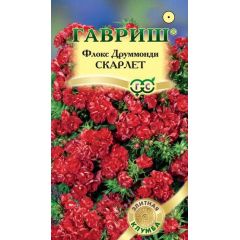 Флокс Скарлет друммонда* 8 шт. серия Элитная клумба
