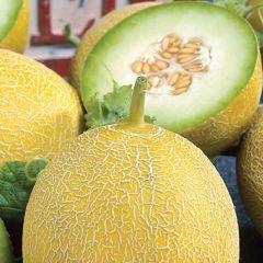 Дыня Злато Скифов F1 25 г