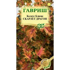 Колеус Скарлет Драгон* 4 шт. Элитная клумба