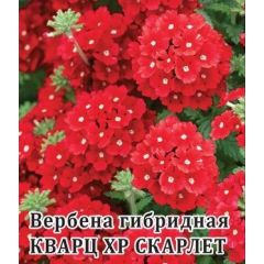 Вербена Кварц- XP Скарлет, гибридная  100 шт.