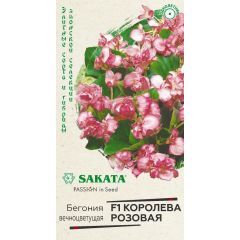 Бегония Королева розовая F1 вечноцв.  4 шт. пробирка, серия Саката