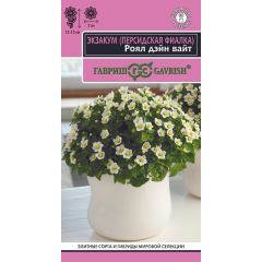 Персидская фиалка (Экзакум) Роял дэйн вайт 4 шт.