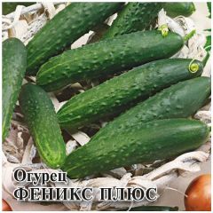 Огурец Феникс плюс 100,0 г