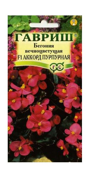Семена Бегония Аккорд Пурпурная F1 4 шт.