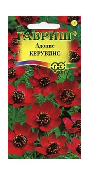 Семена Адонис летний Керубино 0,1 г