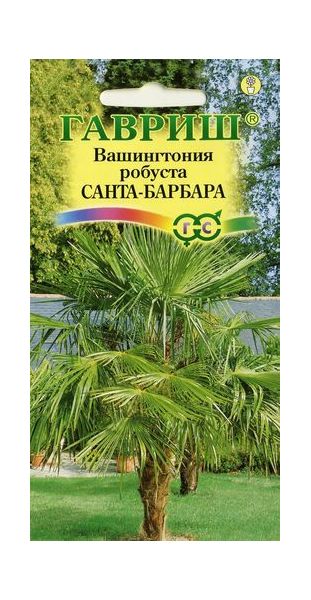 Семена Вашингтония мощная Санта-Барбара 3 шт.