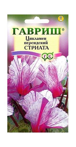 Семена Цикламен Стриата персидский 3 шт.