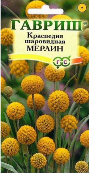 Краспедия шаровидная Мерлин 5 шт.