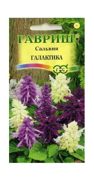 Сальвия Галактика*, карликовая, смесь 6 шт.