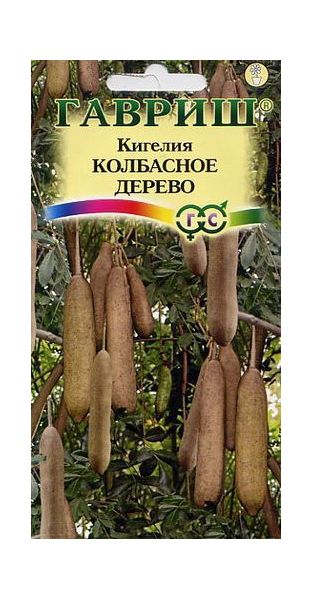 Семена Кигелия Колбасное дерево 3 шт.