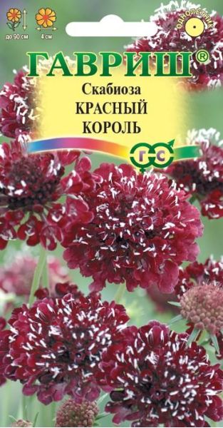 Скабиоза темнопурпурная Красный король махр. 7 шт.