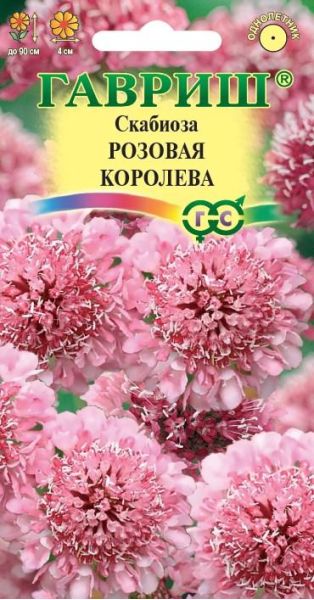 Скабиоза темнопурпурная Розовая королева махр. 7 шт.