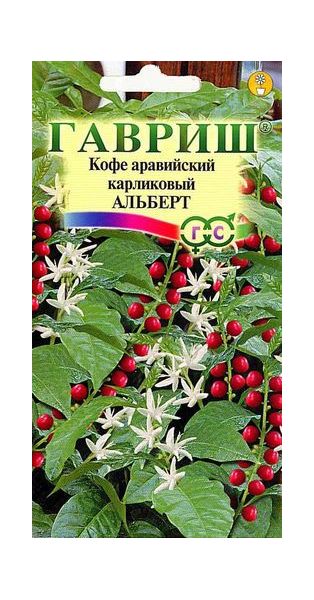 Семена Кофе аравийский карликовый Альберт 5 шт.