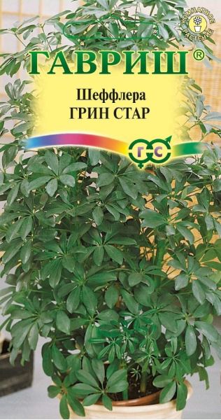 Семена Шеффлера Грин Стар 3 шт.