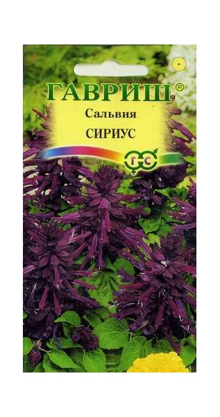Сальвия Сириус,* карликовая 4 шт.
