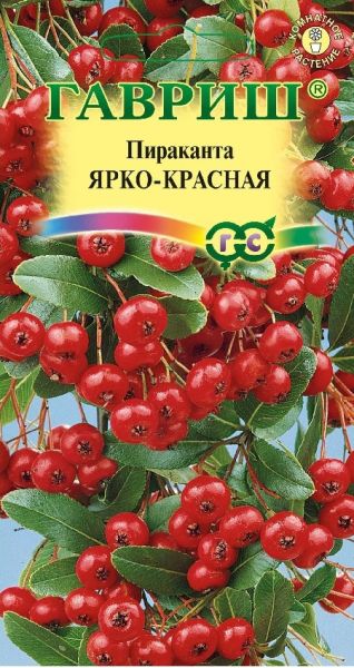 Семена Пираканта Ярко-красная 5 шт.