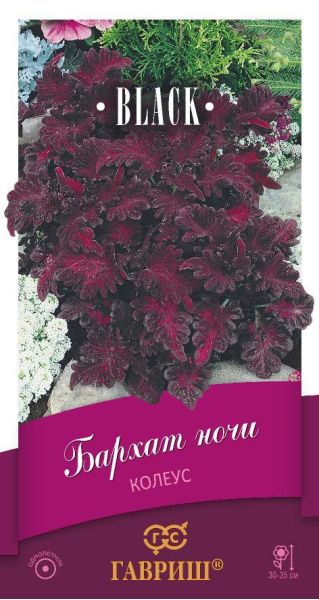 Колеус Бархат ночи* 4 шт. серия Блэк