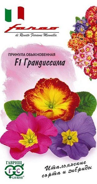 Семена Примула Грандиссима F1 смесь 5 шт