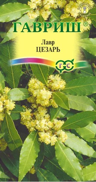 Семена Лавр благородный Цезарь 3 шт
