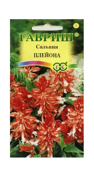 Сальвия Плейона* карликовая 4 шт