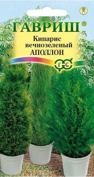 Семена Кипарис Аполлон вечнозеленый 0,1 г