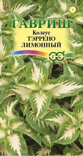 Колеус Тэррено лимонный* 5 шт.