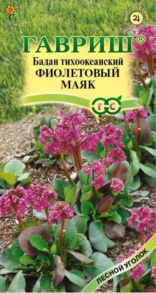 Семена Бадан тихоокеанский Фиолетовый маяк 0,01 г